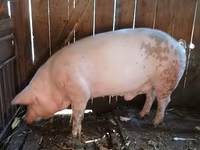 Babi hutan, Pigs — foto 3