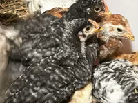 Chickens — ፎቶ 1