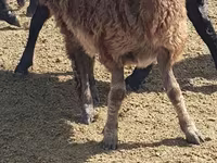 ცხვარი, Edilbay sheep — ფოტო 3