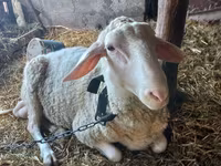 Kambing jantan, Awassi sheep — foto 1