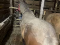 Kuda betina, Horses — foto 1