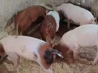 नर सूअर — फ़ोटो 8