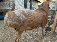 Ovan, Baerchuke sheep — fotografija 3