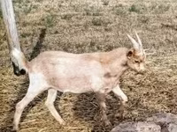Billy Goat, Goats — photo 2
