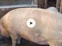 Cinghiale, Maiali — foto 1