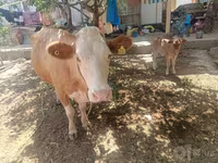 گاو ماده, Simmental cattle — عکس 4