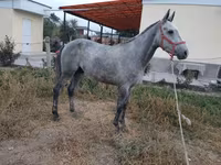 اسب نر, Thoroughbred horse — عکس 2