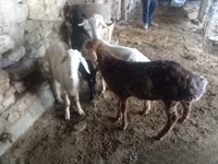 قوچ, Rhon sheep — عکس 4
