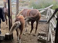Cavalla, Horse breed — foto 4