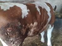 Krava, Simmental cattle — fotografija 2