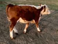 วัวตัวผู้, Swiss cattle — รูปภาพ 1