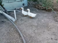Chickens — foto 8