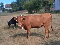 Крава, Simmental cattle — снимка 3