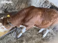 Lembu betina, Simmental cattle — foto 3