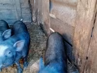 หมูป่าตัวผู้, หมู — รูปภาพ 3