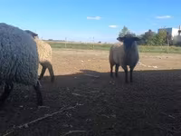 قوچ, White Suffolk sheep — عکس 2