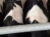 گاو نر, Russian Black pied cattle — عکس 8