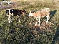 วัวตัวผู้, Simmental cattle — รูปภาพ 7