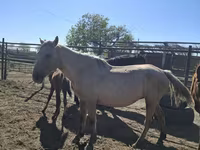 Stute, Horse breed — Foto 1