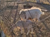 Ямааны ухна, Boer goat — 1 зураг