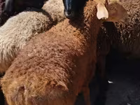 قوچ, گوسفند — عکس 3