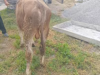 گاو نر, Swiss cattle — عکس 6