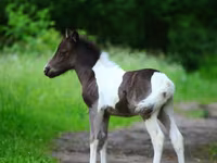 Ngựa đực, American shetland pony — ảnh 3