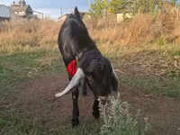 ஆண் வெள்ளாடு, Nubian Goat — புகைப்படம் 5