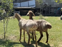 Baran, Edilbay sheep — zdjęcie 4