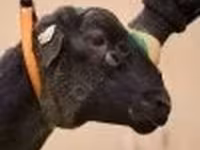 Beran, Dorper sheep — foto 2