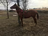 Kůň, Koně — foto 1