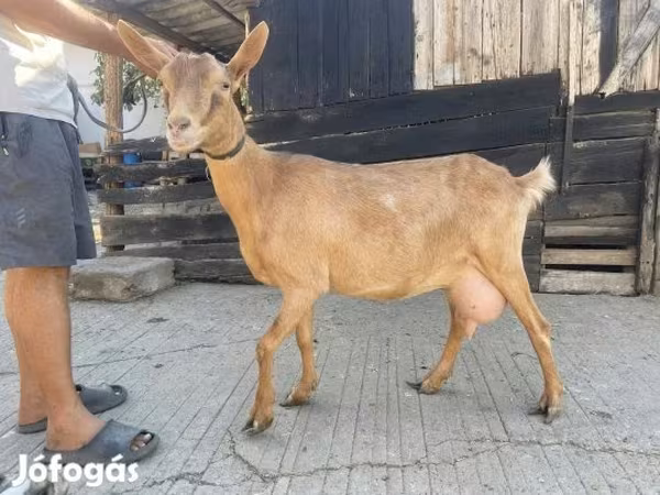 بز ماده, بز