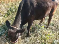 İnek, Sığır — foto 8