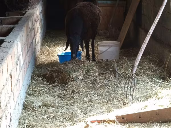 Får, Arashan sheep