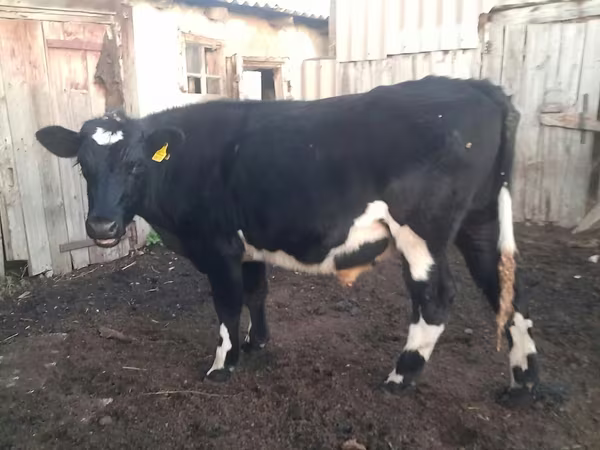 Boğa, Russian Black pied cattle