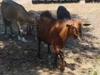 Kambing jantan, Goats — foto 2