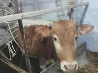Lembu jantan, Cattle — foto 3
