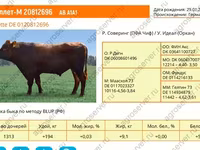 Býk, Aberdinsko-anguská — foto 3