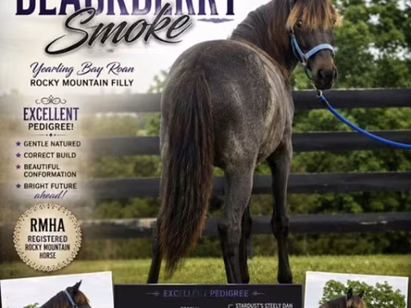 Mare, Rocky Mountain Horse