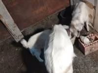 بز ماده, بز — عکس 5