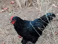 Chickens — புகைப்படம் 4