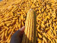 Кукуруза 🌽🌽🌽🌽 кукуруза 🌽🌽🌽🌽 кукуруза кукуруза жугору мака — 4-rasm