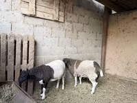 Baran, Dorper sheep — zdjęcie 3