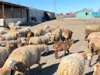 Wad, Sheep — sawirka 4