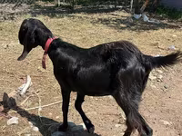 Буз, Kamori goats — акс 3