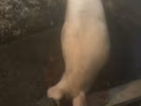 Babi hutan, Pigs — foto 2