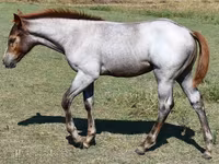 பெண் குதிரை, Quarter Horse — புகைப்படம் 6
