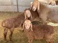 ஆண் ஆடு, Rhon sheep — புகைப்படம் 1