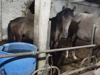 Kuda jantan, Horses — foto 7