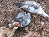 Ducks — 照片 1